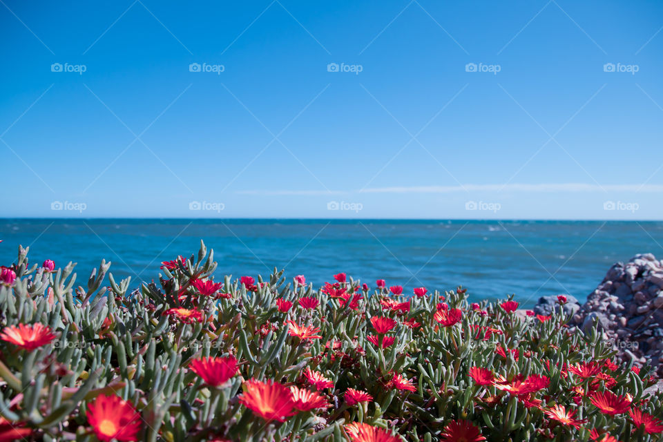 Sky, sea, flowers.