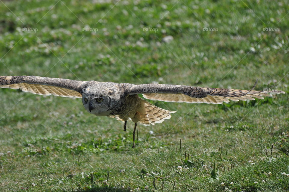 Beautiful Owl