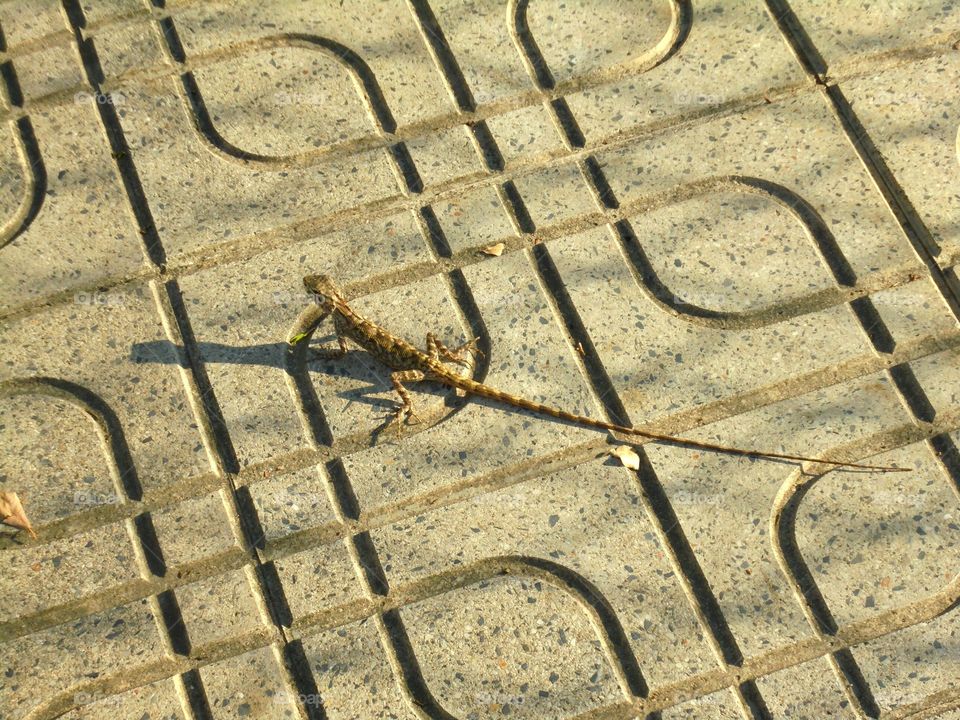 Eastern garden lizard