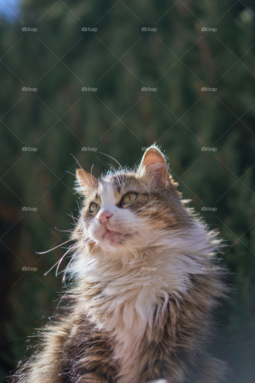 Close-up portrait of cat