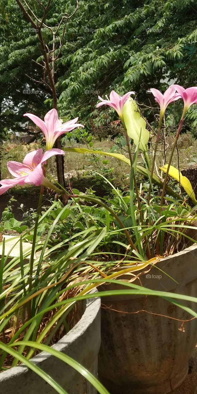 Daffodils flower blossom springs on the way