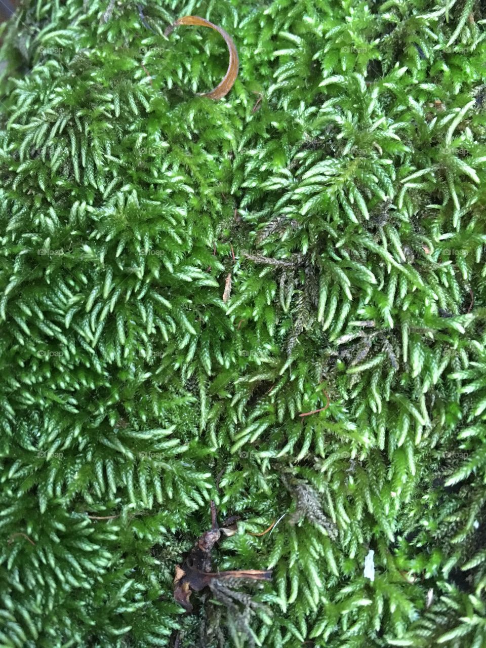 Green moss texture background closeup