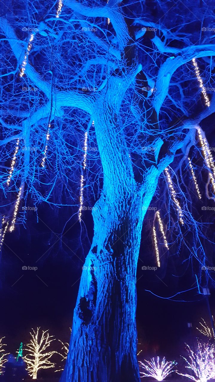 Illuminated tree