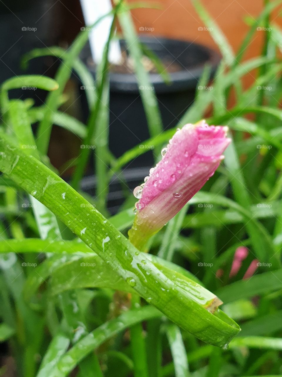 the beautiful rain lilly in Thailand