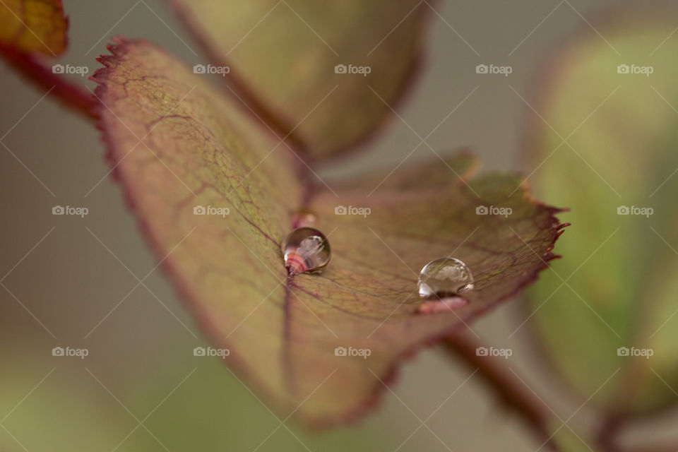 water reflection on drops