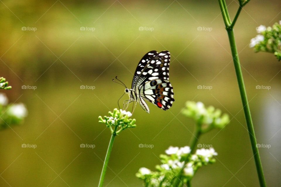 Butterfly and flower