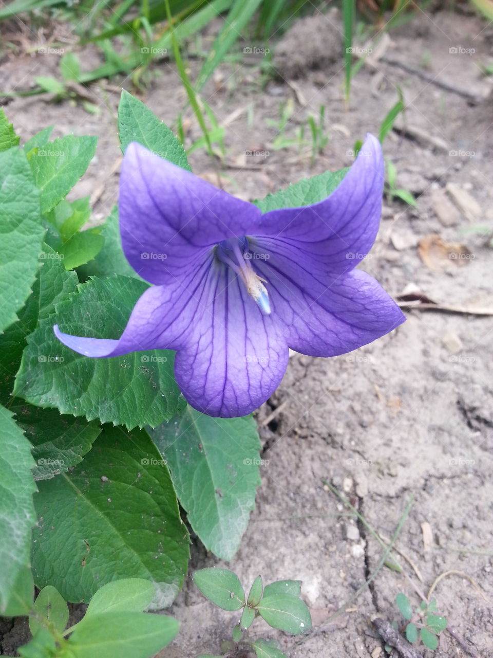 picture of our balloon flower in our garden. a very unique flower.
