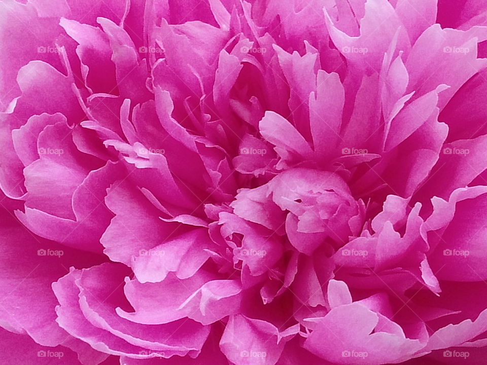 macro pink hydrangea 