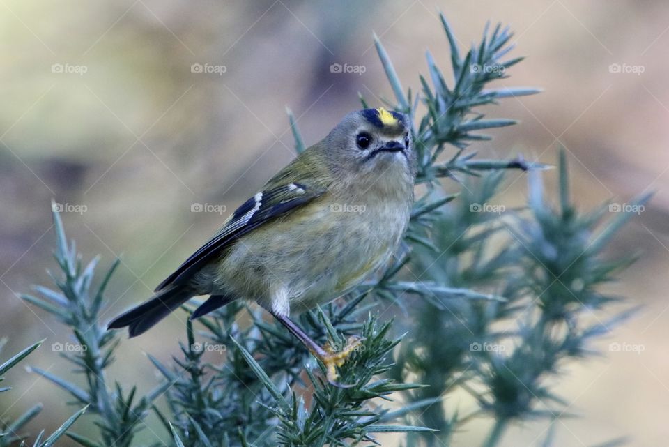 Goldcrest 