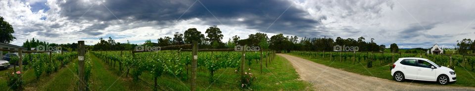Winery, Yarra Valley