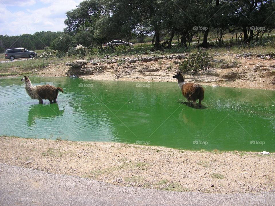 No Person, Water, Mammal, Outdoors, Cattle