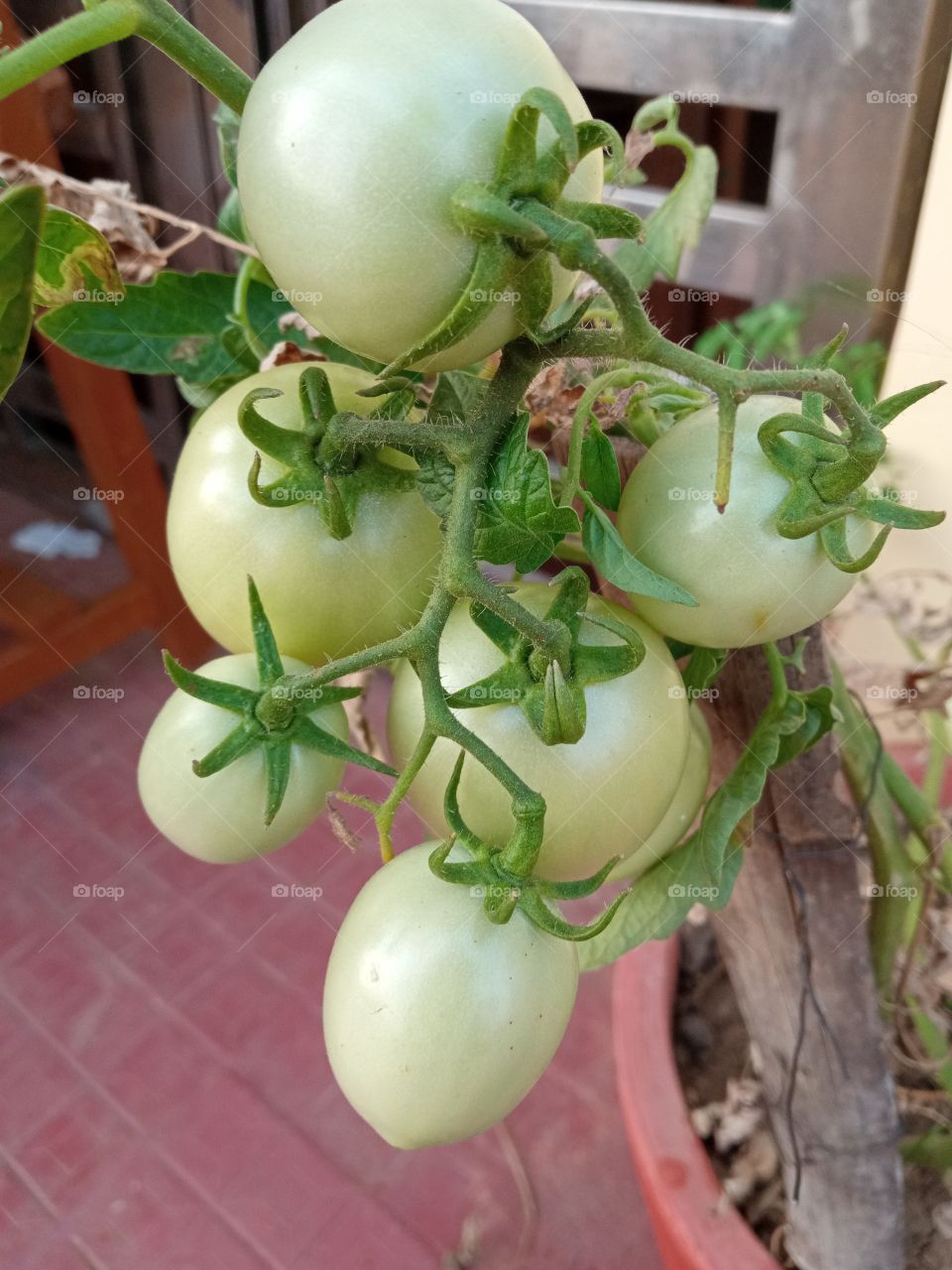 growing tomatoes