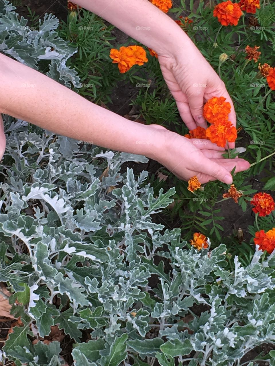 Taking care of tagetes  in the garden