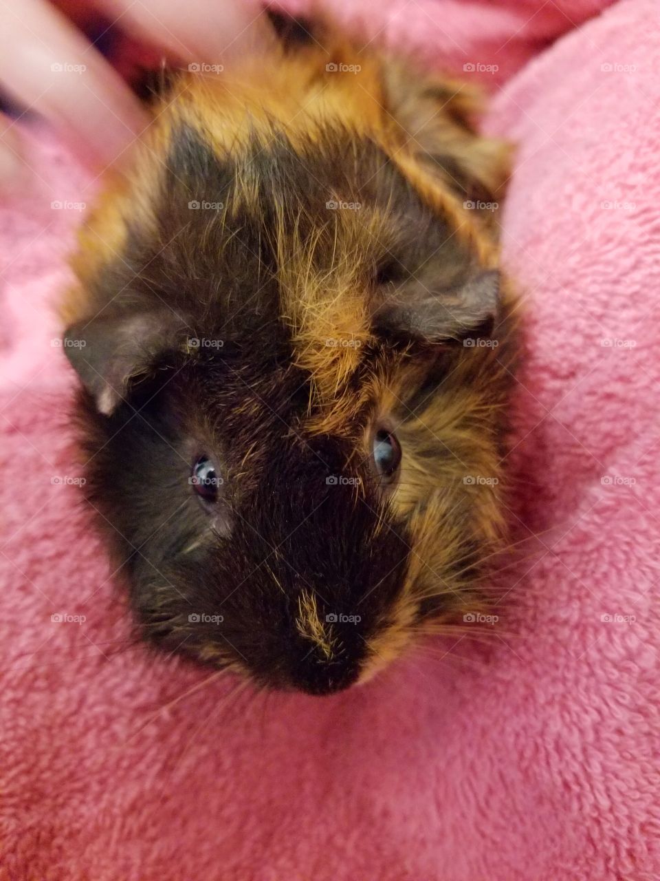 Guinea pig