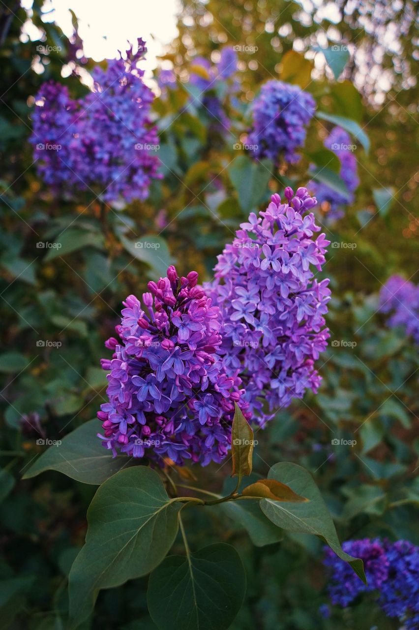 Flowers from heaven 