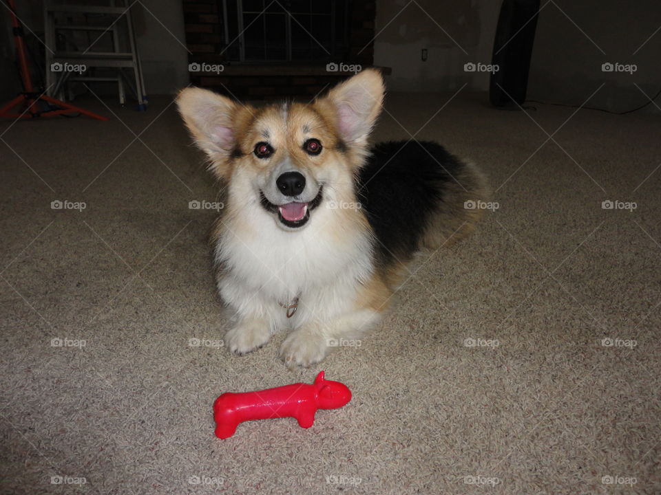 corgi smiles