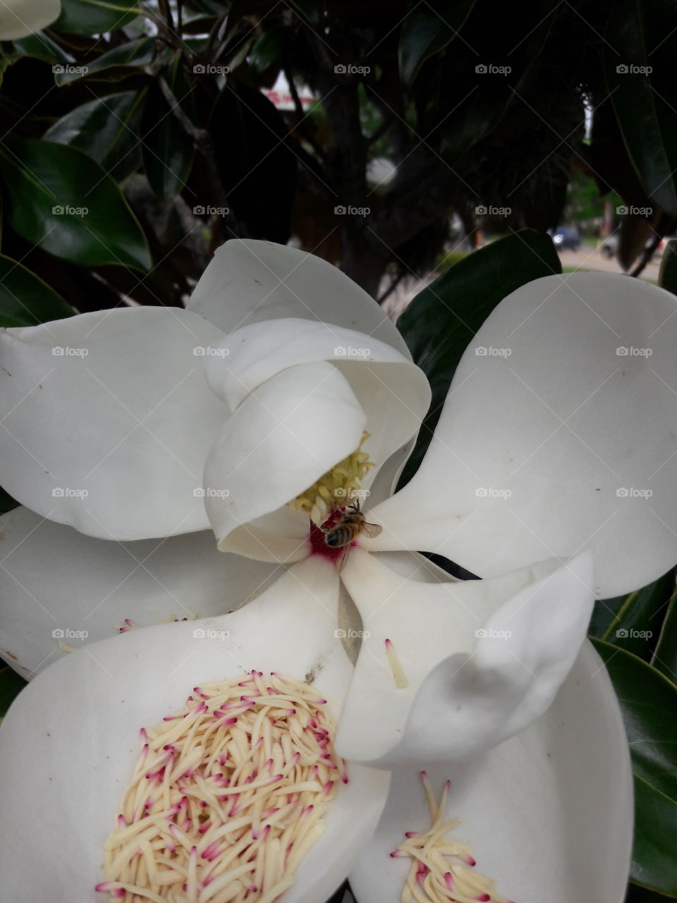 Close-up of a white flower