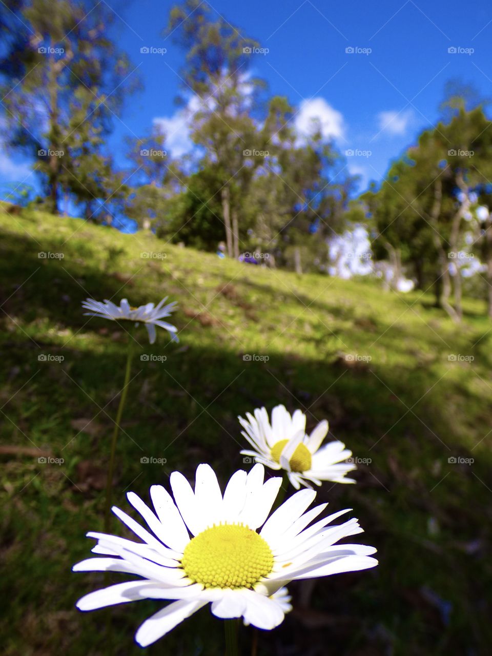 Nature. Flower