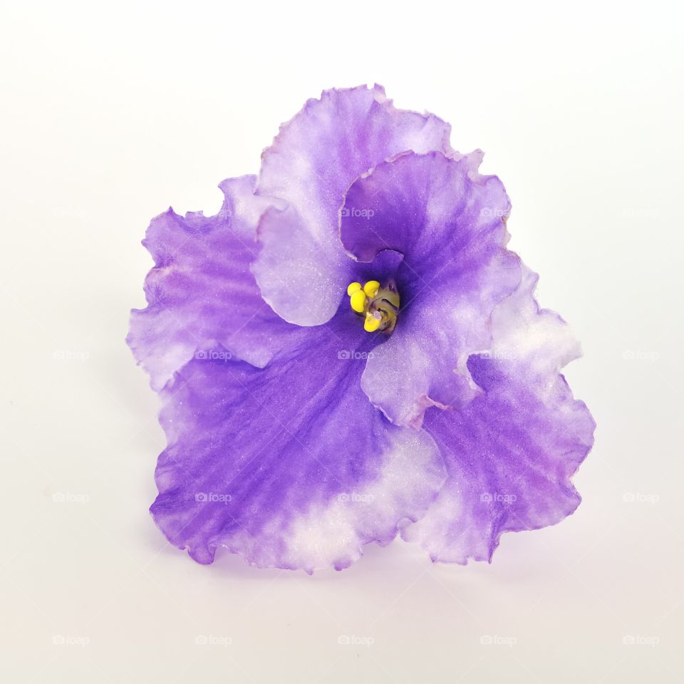 Big violet flower