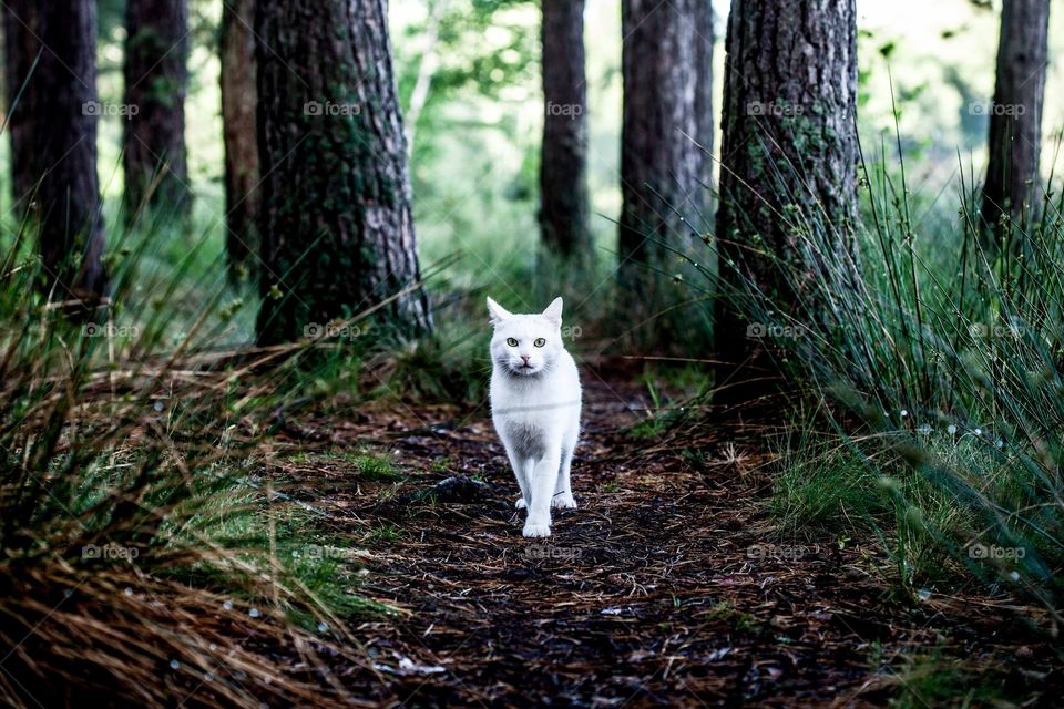 Wild cat at the forest.