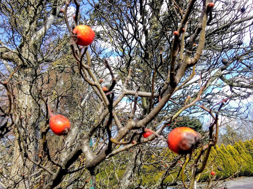 fruit of winter