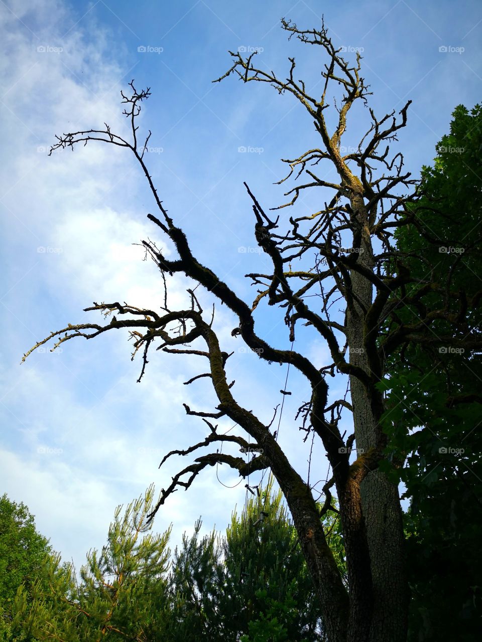 Toter Baum
