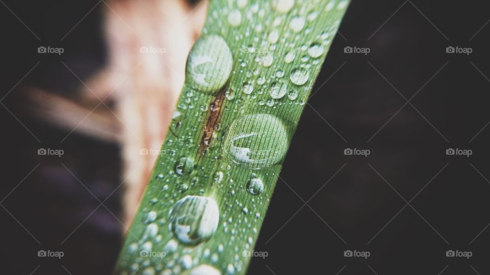 Drop, Rain, Dew, Leaf, H2 O