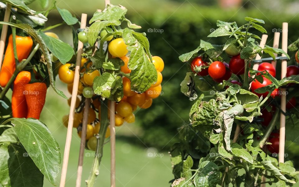 Growing vegetables in the garden