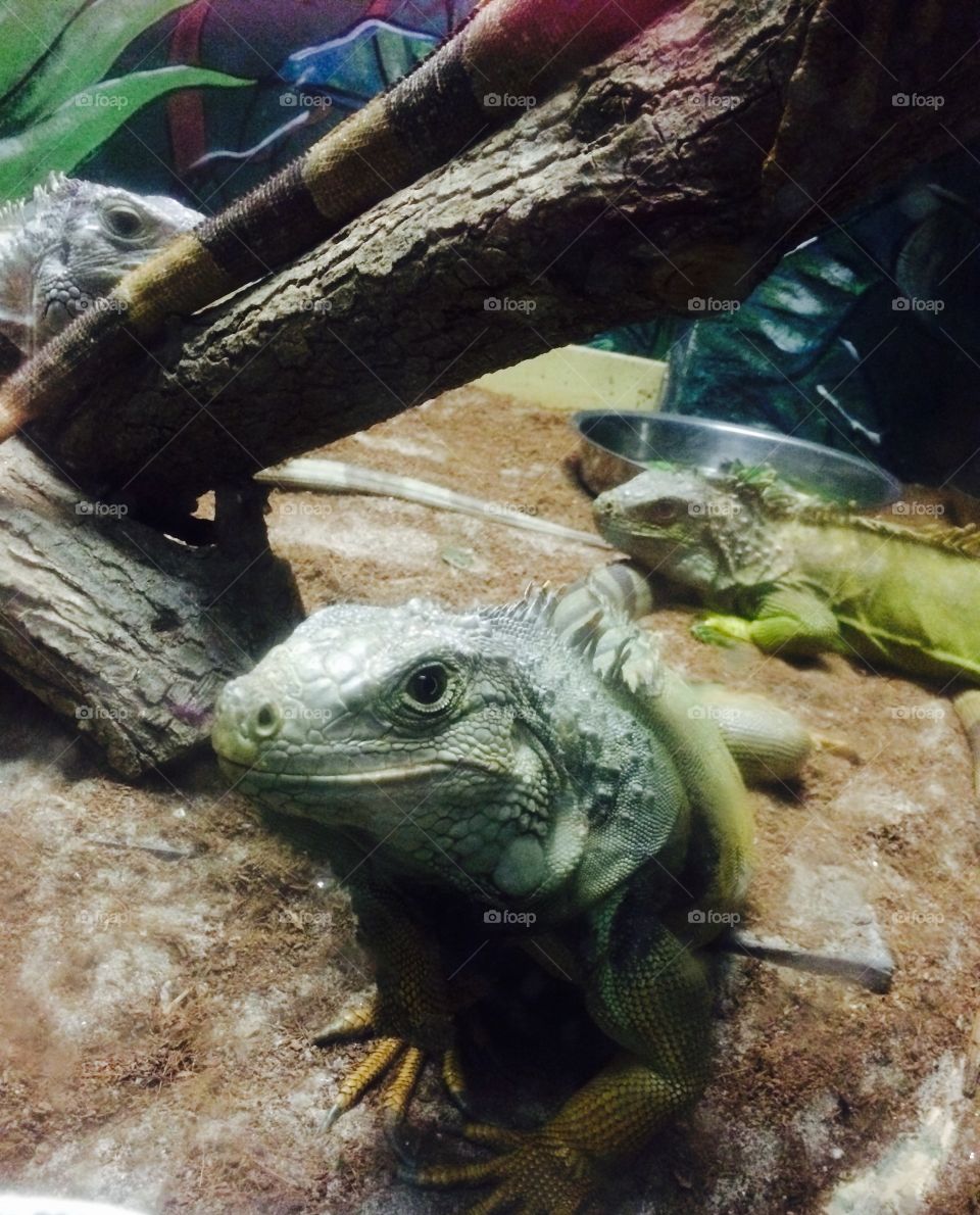 One Not so Happy Iguana 
