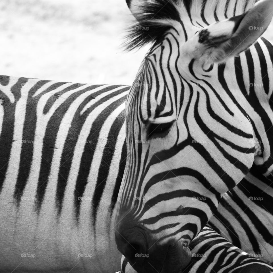 zebra