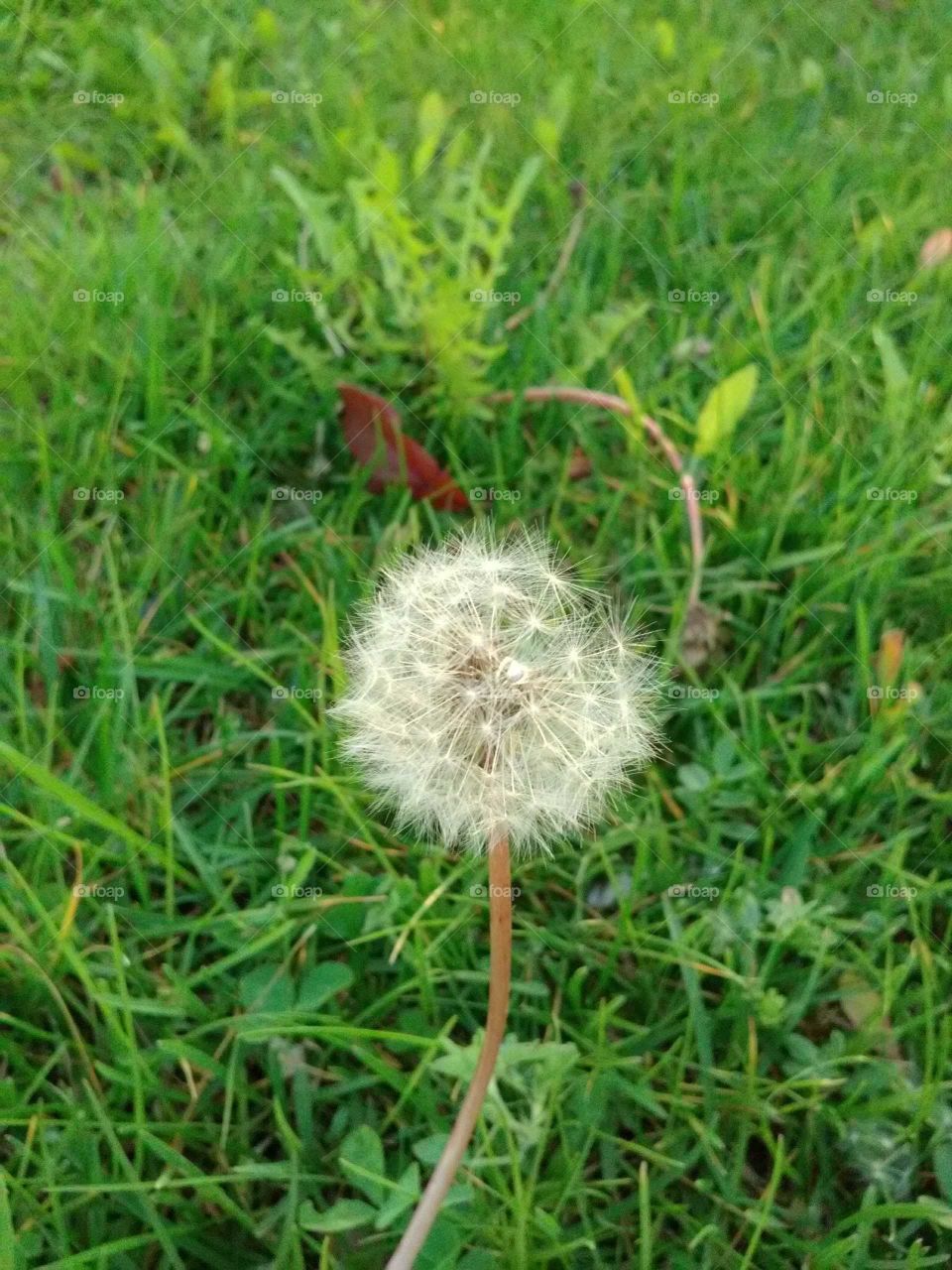 Dandelion