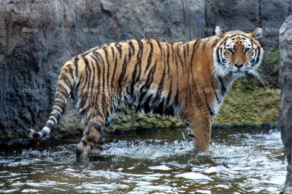wading tiger