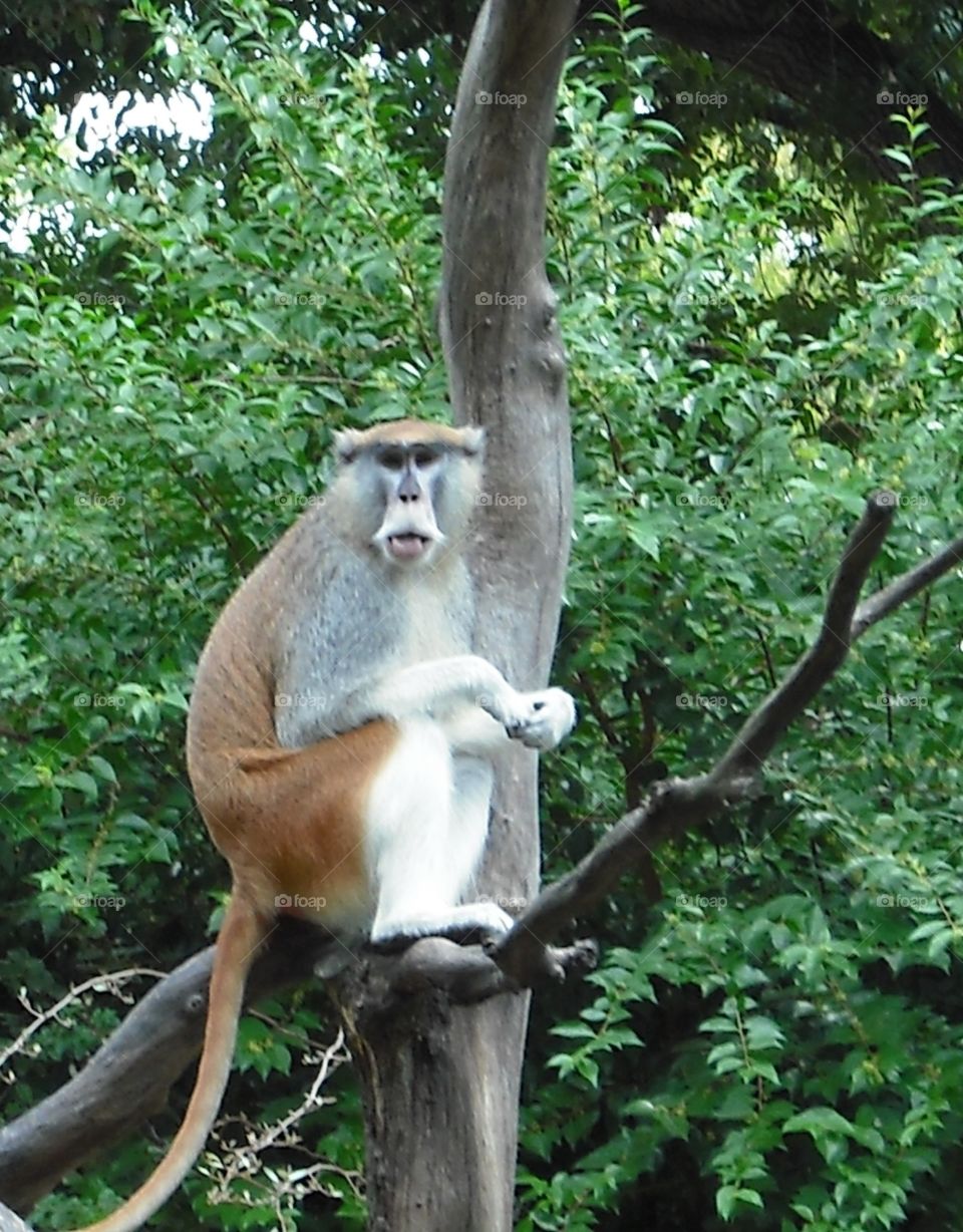 Monkey sitting in tree