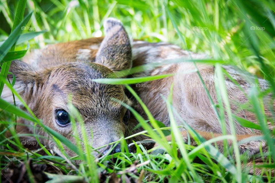 Baby fawn tucked away in the grass 