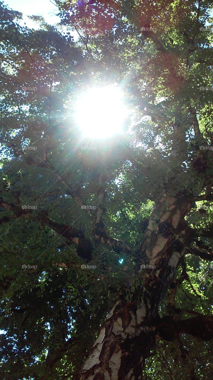 Early August Foliage. Sunbeam through the branches of an old tree shining down on Lone Fir Cemetery in Portland, OR