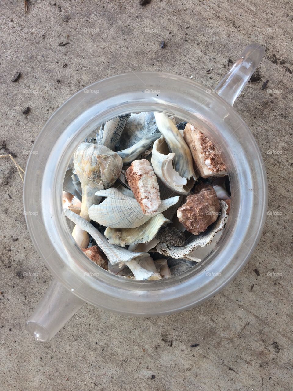 Memories in the form of seashells collected on a Texas beach trip held in a fragile glass teapot. 