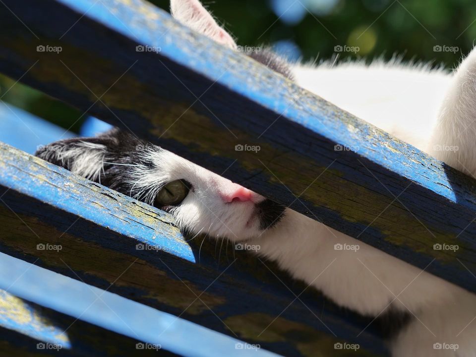 Cat lying on bench