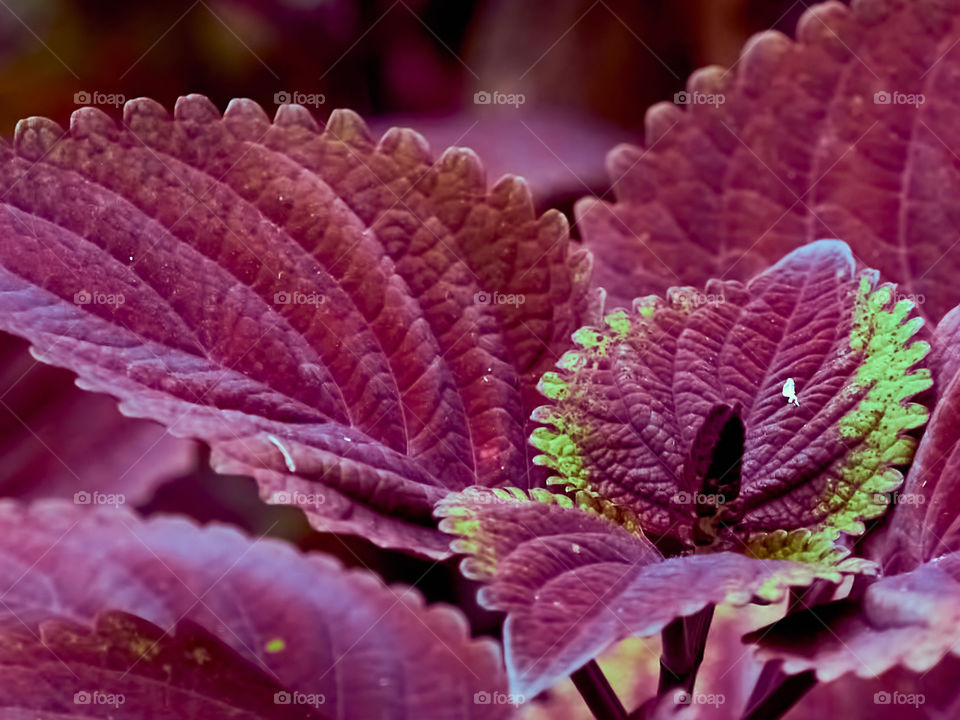 Floral photography - Coleus - Purple