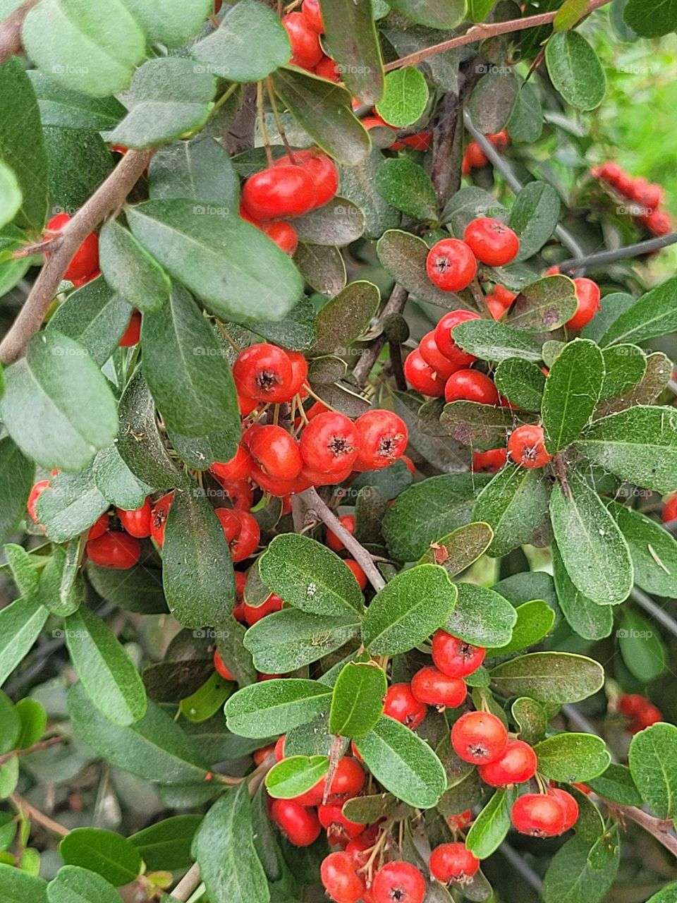 complementary colors