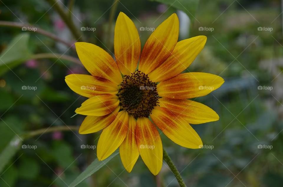Mini sunflower 