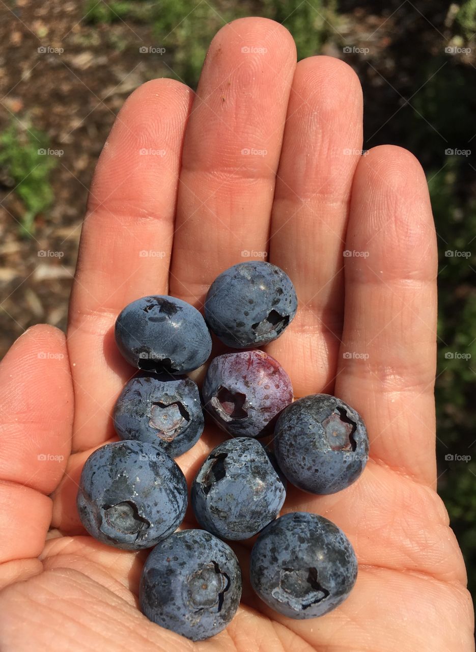 Handful of berries 