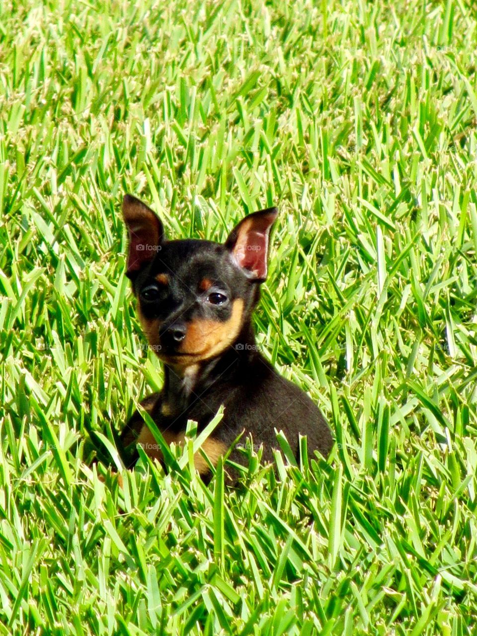 Handsome Pooch