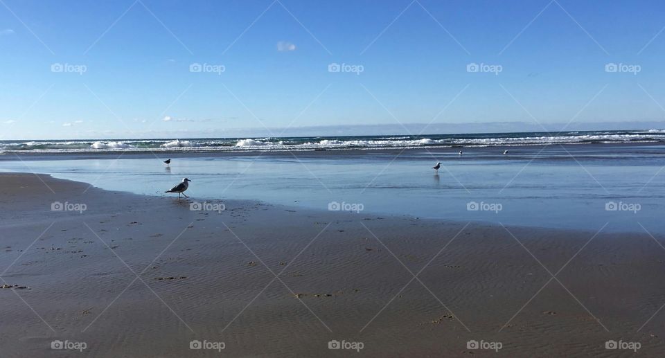 Beach birds