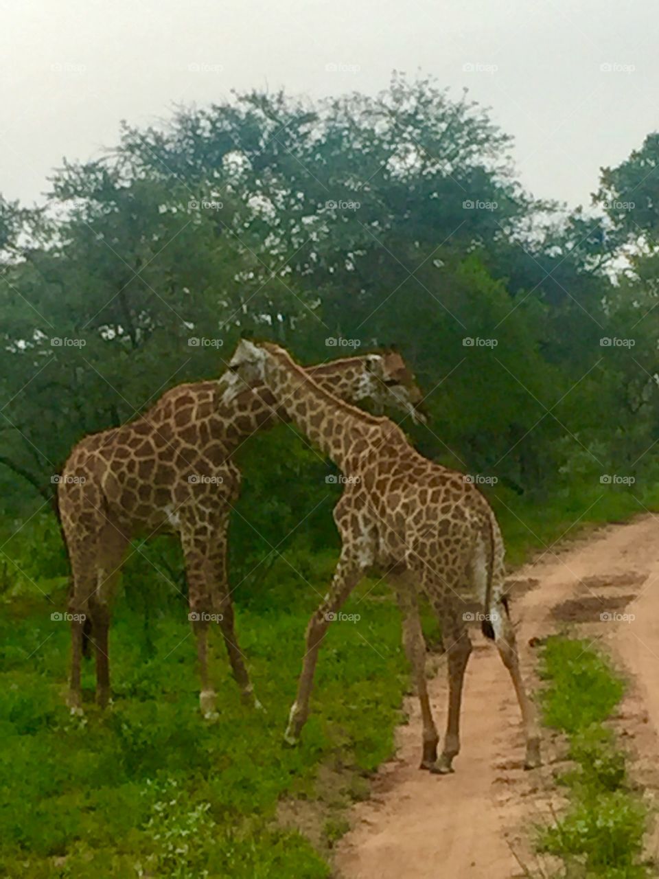 Safari na África 