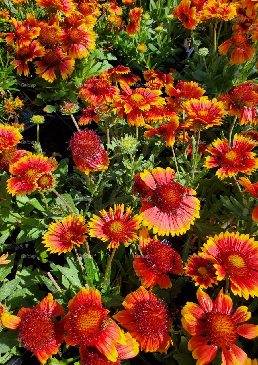 Vibrant Red Flowers in Summer