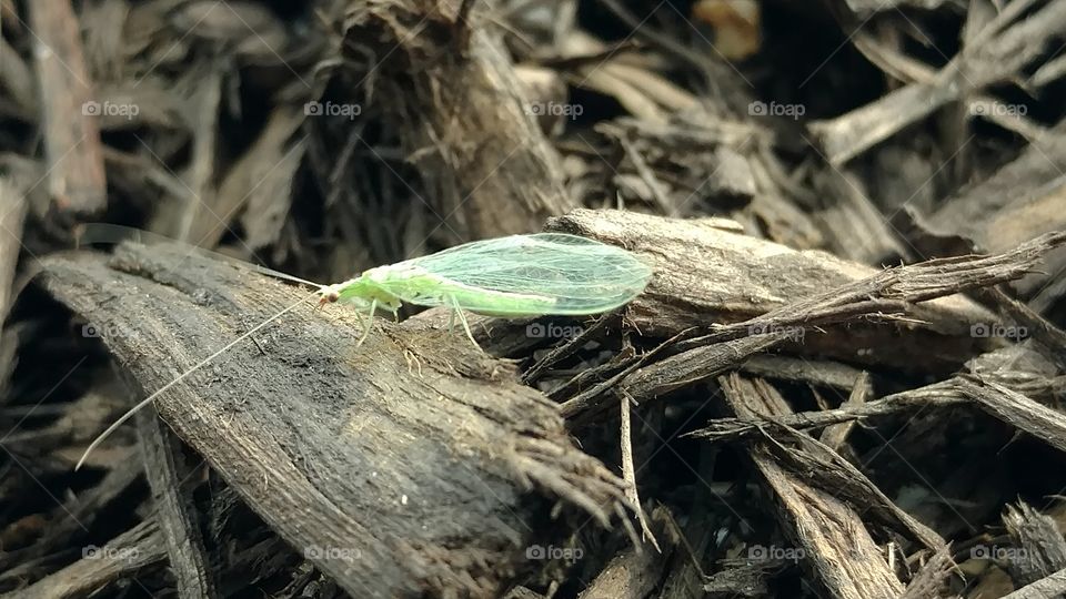 Nature, Wood, Tree, No Person, Leaf