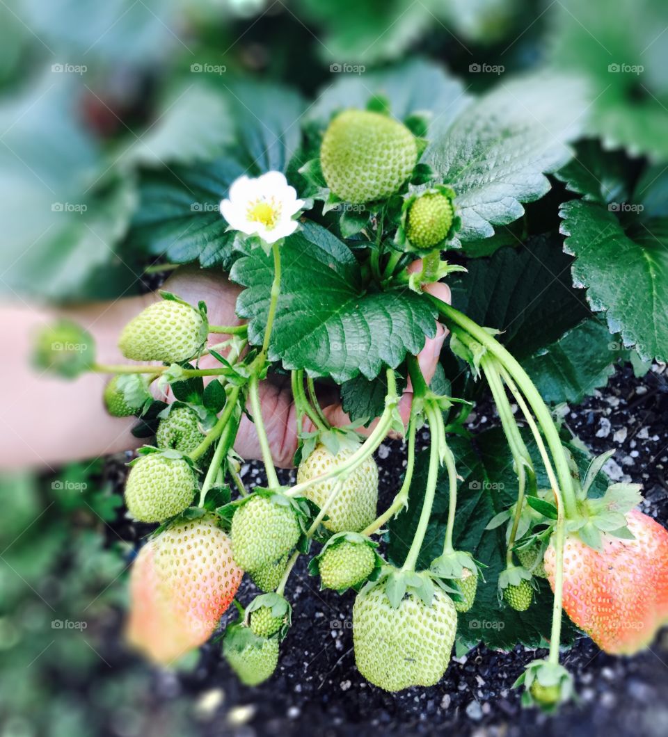 Strawberries 