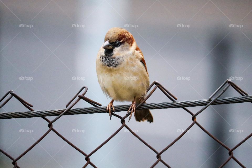 A sparrow on a wire fence