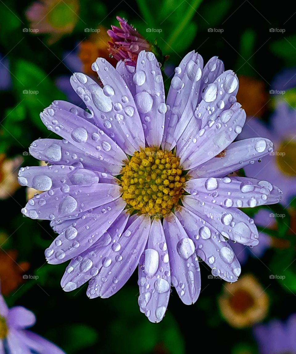 raindrops