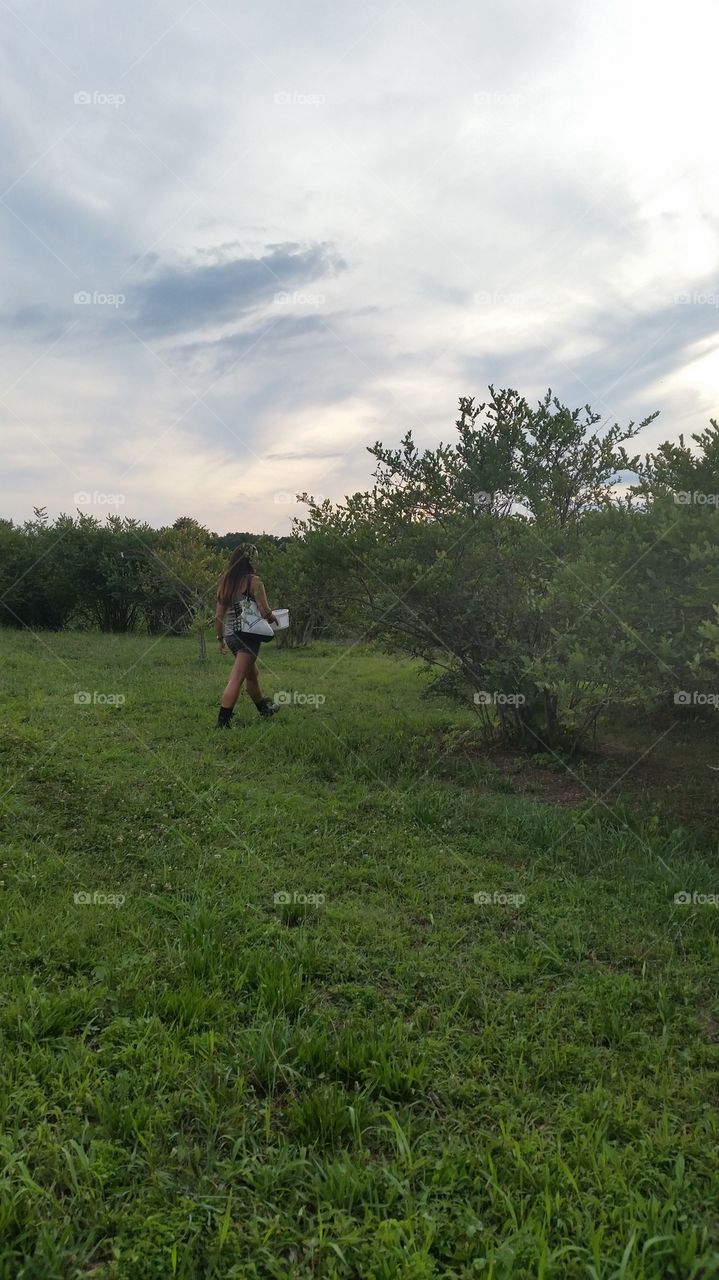 Fruit and berry patch